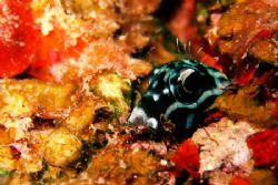 A blenny plays peek a boo from its hidey hole on a shallo... by Carlos Munda 